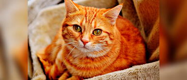 España: Vecinos llaman a la policía por fiesta clandestina y encuentran a un gato jugando con el equipo de música Vecinos llaman a la policía para denunciar fiesta COVID y encuentran a un gato "escuchando" música