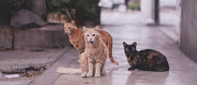 Cómo puedo hacer TNR en gatos callejeros, según Adoptamiu Cuidados de gatos: ¿Qué es TNR?