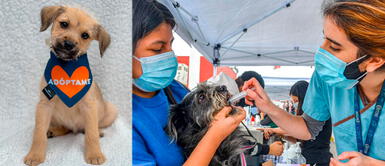 Surquillo: Campaña veterinaria gratuita y adopción de animales este sábado 14 de agosto Surquillo: Campaña veterinaria gratuita y adopción de mascotas este sábado