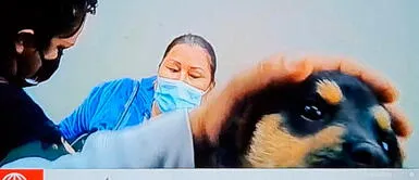 Cercado de Lima: Continúa la venta ilegal de mascotas pese a prohibición Centro de Lima: Persiste la venta ilegal de animales en el jirón Ayacucho