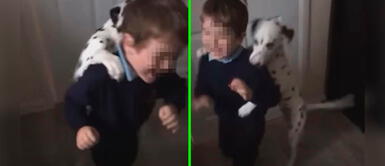 TikTok viral: Perro trata de interceptar a toda costa que el hijo de su mamá humana se vaya a clases Perrito trata de impedir de varias formas que el hijo de su dueña se vaya a estudiar