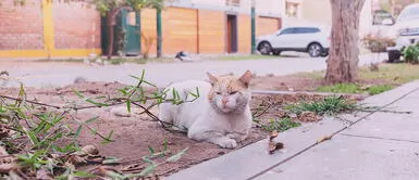 Especialista explica por qué los gatos no deben salir de casa, según Adoptamiu ¿Por qué los gatos caseros no deberían salir a la calle?