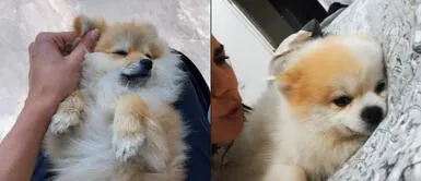Protagonista de la serie "La Piloto" demuestra su gran amor hacia su mascota desde TikTok. Livia Brito: Protagonista de la serie de Netflix "La Piloto" demuestra su gran amor hacia los animales