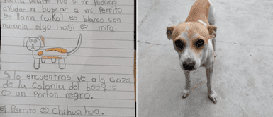 Niña Niña "suplica" ayuda para intentar encontrar a su perro extraviado: "Perdón por molestar"
