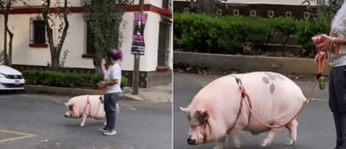 Captan a joven paseando por la calle junto a su cerdo aprovechando las pocas restricciones Captan a joven paseando por la calle junto a su cerdo aprovechando las pocas restricciones