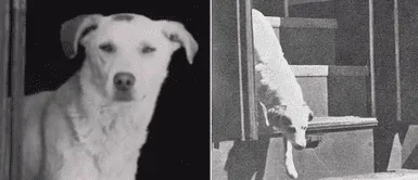 La historia de La historia de "Lampo", el perro que viajaba en tren diariamente para visitar a sus dueños