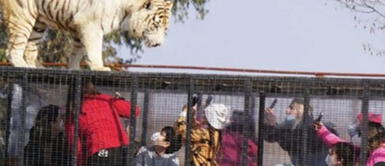 Horror en zoológico de Chile: un tigre se escapó de su jaula y mató a una mujer Horror en zoológico de Chile: un tigre se escapó de su jaula y mató a una mujer