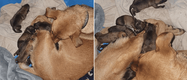 Jóvenes rescataron a cachorra embarazada y mostraron en vivo el nacimiento de sus crías Jóvenes rescataron a cachorra embarazada y mostraron en vivo el nacimiento de sus crías