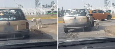 Captan a familia abandonando a su cachorro en medio de la calle: "Si lo quieres, quédatelo", explicó una familia tras abandonar a su perro en medio de la calle