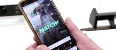 Crean perfiles de Tinder a perros y gatos sin hogar para encontrarles una familia Crean perfiles de Tinder a perros y gatos sin hogar para encontrarles una familia