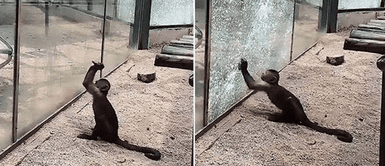 Captan a mono desesperado utilizando una piedra para romper su jaula de vidrio y escapar Captan a mono desesperado utilizando una piedra para romper su jaula de vidrio y escapar