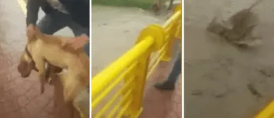 Captan a hombre lanzando a su cachorro al río desde un puente: Captan a hombre lanzando a su cachorro al río desde un puente: "Merece el COVID-19"