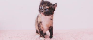 Cómo saber la edad de un gato ¿Cómo determinar la edad de gatitos bebés? Te explicamos