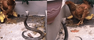 Gallina arriesgó su vida peleando contra una serpiente para proteger a varios patitos Gallina arriesgó su vida peleando contra una serpiente para proteger a varios patitos