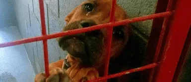 Perrita de refugio comenzó a Perrita de refugio comenzó a "llorar" tras sospechar que sería dormida para siempre