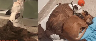 Pitbull comenzó a Pitbull comenzó a "llorar" tras observar que se llevaron a su "mejor amigo" del refugio