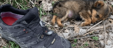 Hombre encontró y rescató a cachorro enfermo que dormía en el interior de un zapato Hombre encontró y rescató a cachorro enfermo que dormía en el interior de un zapato