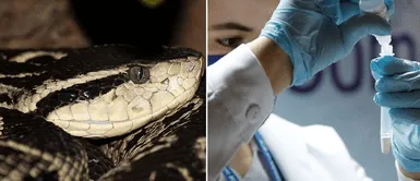 Veneno de serpiente brasileña frenaría el avance del COVID-19 hasta en 75%, según estudio Veneno de serpiente brasileña frenaría el avance del COVID-19 hasta en 75%, según estudio