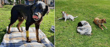 Perro con enfermedad terminal dio su último paseo en el parque y luego falleció Perro con enfermedad terminal dio su último paseo en el parque y luego falleció