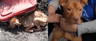 Denuncian que cachorro Denuncian que cachorro "muy enfermo" fue abandonado dentro de una maleta por su dueña