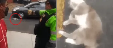 Hombre pateó a un gatito callejero y segundos más tarde fue detenido por la PNP Hombre pateó a un gatito callejero y segundos más tarde fue detenido por la PNP
