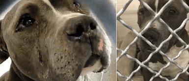 Captan a pitbull Captan a pitbull "llorando" tras ser abandonado por su familia: "No se pudo levantar"