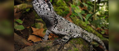 A esta nueva especie de lagartija la bautizaron como Enyalioides feiruzae Descubren una nueva especie de lagartija en tierras huanuqueñas