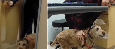 Perrito ciego logra ver a su familia por primera vez tras operación y no pudo evitar Perrito ciego logra ver a su familia por primera vez tras operación y no pudo evitar "llorar"