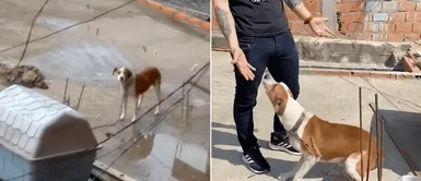 Denuncian que cachorro vivía encadenado por su familia sin recibir ninguna atención Denuncian que cachorro vivía encadenado por su familia sin recibir ninguna atención