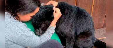 La pantera Luna recuerda a la mujer que la cuidó desde bebé. Mujer ingresa a jaula de pantera para abrazarla y este se convierte en un 'tierno gatito'