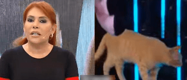 Magaly Medina pidió ayuda en vivo para gatita que apareció en su programa: Magaly Medina pidió ayuda en vivo para gatita que apareció en su programa: "Intentan desaparecerla"