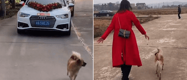 Cachorro persiguió la limusina de su dueña durante su boda tras no haber sido invitado Cachorro persiguió la limusina de su dueña durante su boda tras no haber sido invitado