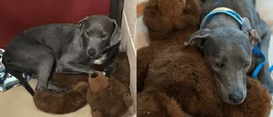 Perrita se aferra entre lágrimas al peluche de su familia tras ser abandonada Perrita se aferra entre lágrimas al peluche de su familia tras ser abandonada
