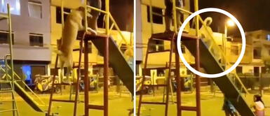 Captan a perro callejero jugando en los columpios en compañía de varios niños Captan a perro callejero jugando en los columpios en compañía de varios niños