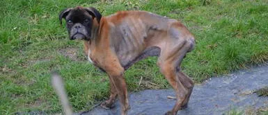 Bóxer quedó abandonado tras la muerte de sus dueños y todos los días visita su anterior casa Bóxer quedó abandonado tras la muerte de sus dueños y todos los días visita su anterior casa