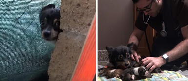 Mamá perruna dio a luz en la calle y varios niños decidieron ayudar a los cachorros Mamá perruna dio a luz en la calle y varios niños decidieron ayudar a los cachorros