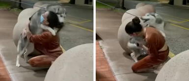 Cachorro desaparecido abraza efusivamente a su dueña durante emotivo reencuentro Cachorro desaparecido abraza efusivamente a su dueña durante emotivo reencuentro