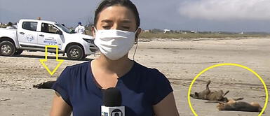 Dos perros callejeros interrumpen transmisión en vivo para rascarse la espalda Dos perros callejeros interrumpen transmisión en vivo para rascarse la espalda