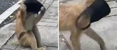 Captan a mono de zoológico enseñando a los visitantes cómo deben usar la mascarilla Captan a mono de zoológico enseñando a los visitantes cómo deben usar la mascarilla