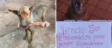Cachorra vende empanadas para costear las quimioterapias de su amigo canino Cachorra vende empanadas para costear las quimioterapias de su amigo canino