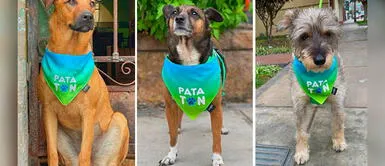 Diez albergues de animales serán beneficiados con las donaciones. Campaña busca recolectar cinco toneladas de alimentos para animales rescatados