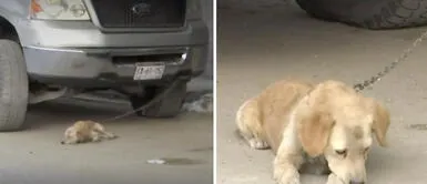Cachorro vive encadenado debajo de un auto y su dueño explica el motivo: Cachorro vive encadenado debajo de un auto y su dueño explica el motivo: "Cuida las baterías"