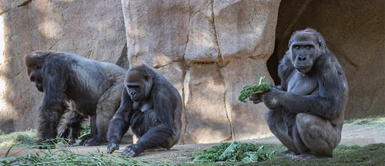 13 primates se contagiaron de coronavirus en EE.UU. Gorilas del zoológico de Atlanta arrojan positivo a la COVID-19