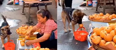 Perrito sorprende al comprar manzanas en redes sociales. Perro compra manzanas y aprovecha descuido para añadir unas frutas más a su canasta