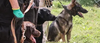 Perros abandonados por el ejercito estadounidense se preparan para volver al trabajo. Estados Unidos: Los perros abandonados en el aeropuerto de Kabul se preparan para volver al trabajo