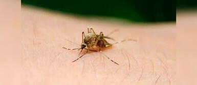 El proyecto consiste en lograr un sistema más efectivo y rápido para el diagnóstico del mal. Científicos peruanos investigan test de bajo costo para el diagnóstico rápido de malaria