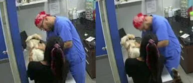 Gato ataca a su doctor tras escuchar los llantos de un cachorro mientras es vacunado Gato ataca a su doctor tras escuchar los llantos de un cachorro mientras es vacunado