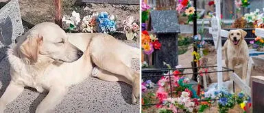 El perrito Bobby trabaja como terapeuta emocional en el cementerio. Perro se quedó en cementerio para consolar a la gente tras despedirse de su dueño