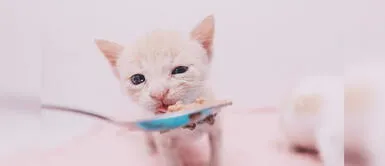 Conoce cuál es el mejor alimento para felinos. ¿Cómo alimentar correctamente a un gato?