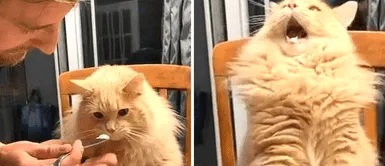 Captan a gato probando helado por primera vez y termina con el Captan a gato probando helado por primera vez y termina con el "cerebro congelado"